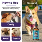 How to use Melatonin for Dogs