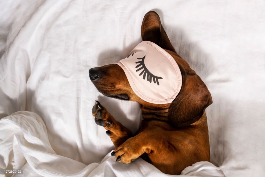 Poochwell melatonin for dogs. Sleep aid