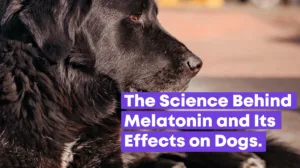 The Science Behind Melatonin and Its Effects on Dogs