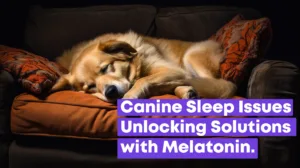 Sleep solutions for canines