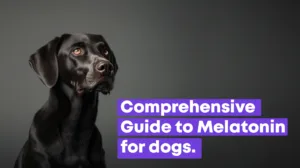 Black Lab - with text: Comprehensive guide to melatonin for dogs