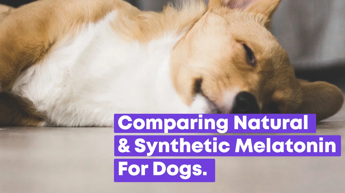 Comparing Natural and Synthetic Melatonin for Dogs
