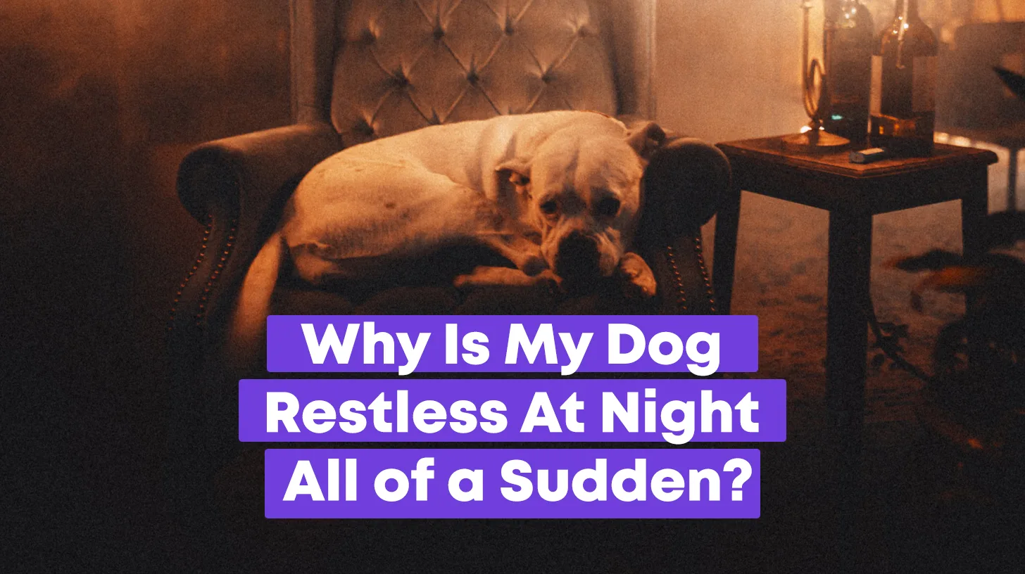 Why Is My Dog Restless At Night All Of A Sudden?